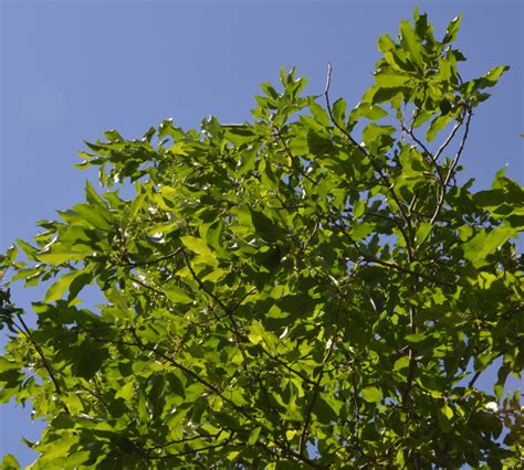 Ufei Selectree A Tree Selection Guide
