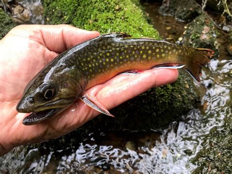 Public response sought in potential fishing creek watershed threat - Middle Susquehanna Riverkeeper