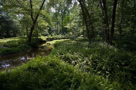 The global geodatabase of vegetation plots splotopen is now freely accessible. Forest Vegetation (U.S. National Park Service)