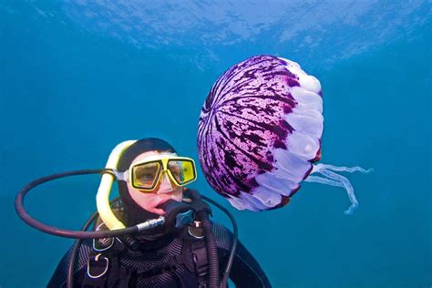 Identification Of Jellyfish And Jelly Like Animals Daftsex Hd