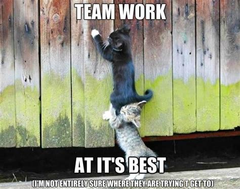 Funny dog memes that made me laugh! Team work | Funlexia - Funny Pictures