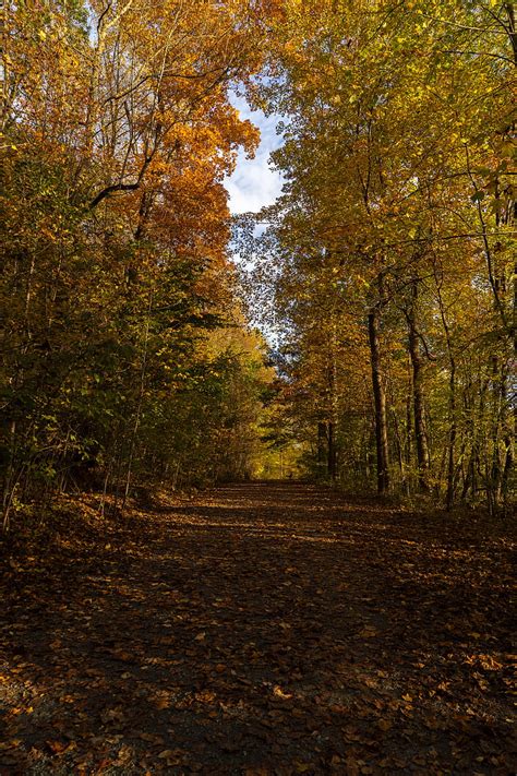 Park Path Autumn Trees Fallen Leaves Hd Phone Wallpaper Peakpx