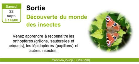 Sortie Découverte Du Monde Des Insectes