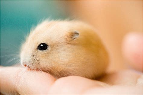 Adorable Cute Hamster Heart Supermonster Image