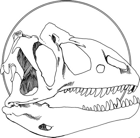 T rex ausmalbild ausmalbilder fur kinder dinosaurier. Kopf Eines Dinosaurierskeletts Ausmalbild & Malvorlage ...