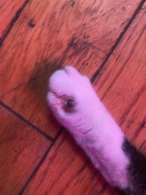 My Cat Had A Small Puncture Wound On Her Left Foot That I Was