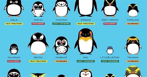 penguins some are socially awkward album on imgur