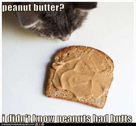 Peanutbutt Chelsea Bishop Funny Cats Funny Cat Pictures Peanut Butter