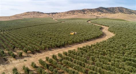 15000 Acre California Ranch For Sale Includes Olive Grove Olive Oil