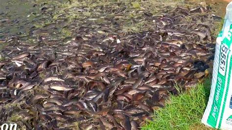 The top exporting country is singapore followed by honking, malaysia, thailand, philippines, srilanka, taiwan, indonesia, and india. Millions Catfish Eating Food In Pond || Hybrid Magur Fish ...