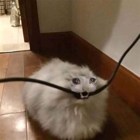 Crying Cat