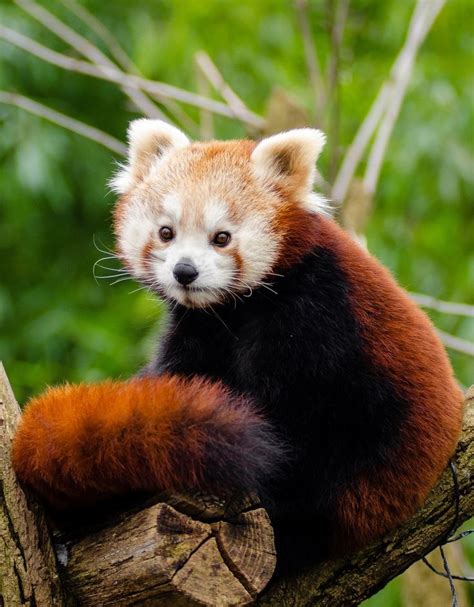 Picture Of A Red Panda Cutest Animals On Earth Top 10 Cutest Animals