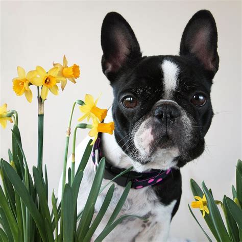 What some dog owners may not know is that there are some plants and flowers that are dangerous. Which Plants Put Your Dog at Risk? | Plants toxic to dogs ...