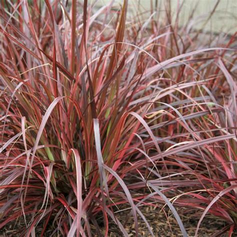 Graceful Grasses Fireworks Variegated Red Fountain Grass