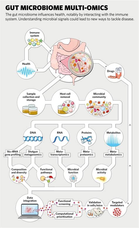 How Microbiome Multi Omics Can Bolster Human Health