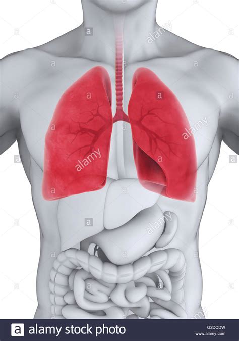 Umano Sistema Respiratorio Foto Stock Alamy