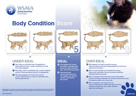 Cat weight chart judging your cat s body condition. CALORIE CALCULATOR FOR CATS