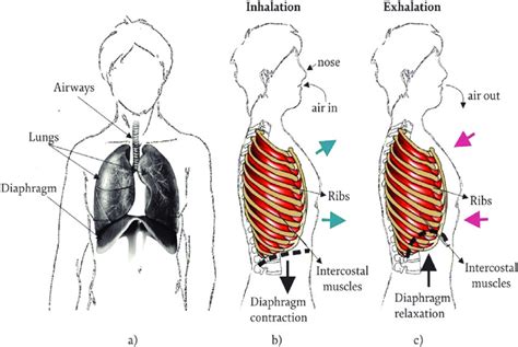 Breathing Process In Humans Illustrated Source Breathing Monitoring