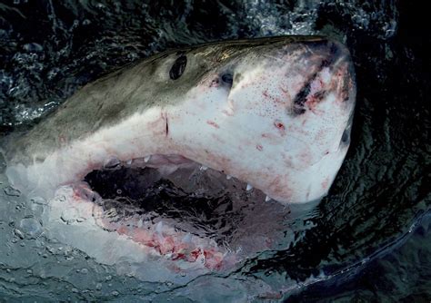 Great White Sharks Are Coming Back To Cape Cod Heres When