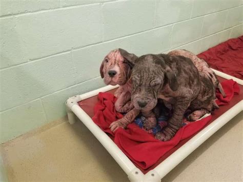 5 Bald Puppies Found On Side Of Road Just Kept Kissing Rescuers
