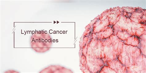 Lymph Cancer Antibodies For Your Research Elabscience