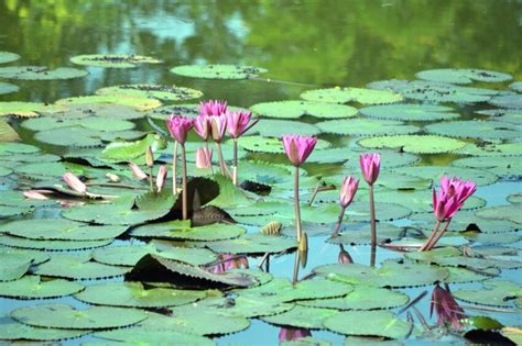 Free Picture Water Lily Leaves Flowers Blossom Lotus Plant