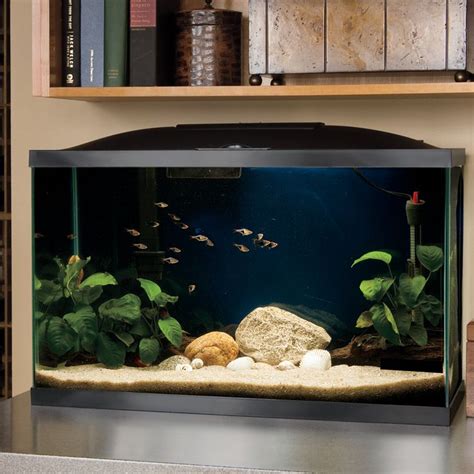 10 Gallon Fish Tank And Also Small Aquarium And Also Wall Mounted Fish