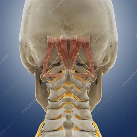 A muscle is a group of muscle tissues which contract together to produce a force. Suboccipital muscles and nerve, artwork - Stock Image ...