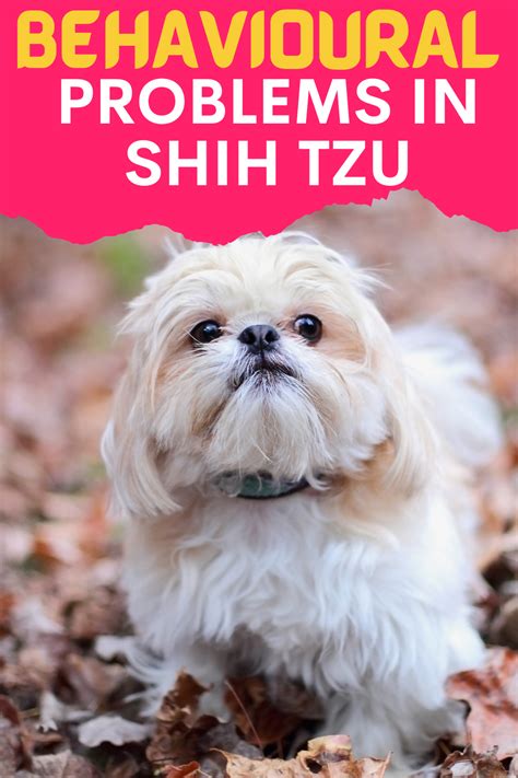 7 Common Behavioral Problems In Shih Tzu And How To Solve Them Artofit