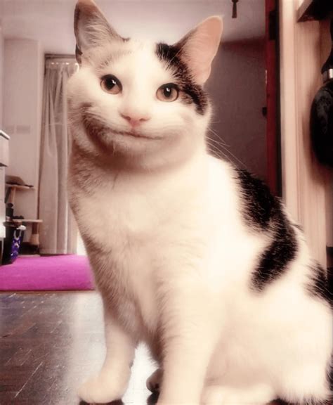 73 Smile Meme Cute Cat Pictures