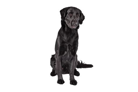Flat-Coated Retriever Dog Breed Information | Flat coated retriever, Dog breeds, Retriever dog