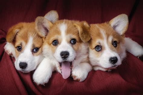 This app is a new way to organise your bookmarks! Cute Dog Wallpaper For Chromebook - Wallpaper Bag Good