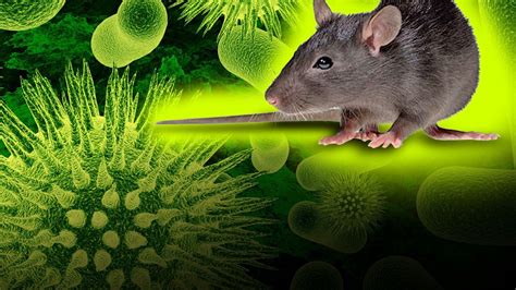 Centers for disease control and prevention (cdc). Man Dies in China After Testing Positive for Hantavirus ...
