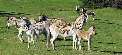 quagga the half zebra that became extinct by poaching and science came back to life