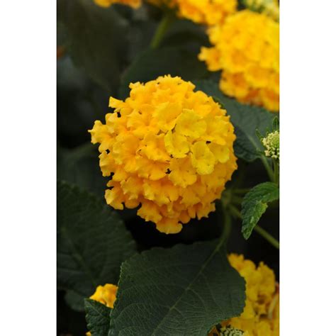 Costa Farms 1 Qt Yellow Lantana Plant In Grower Pot 8 Pack