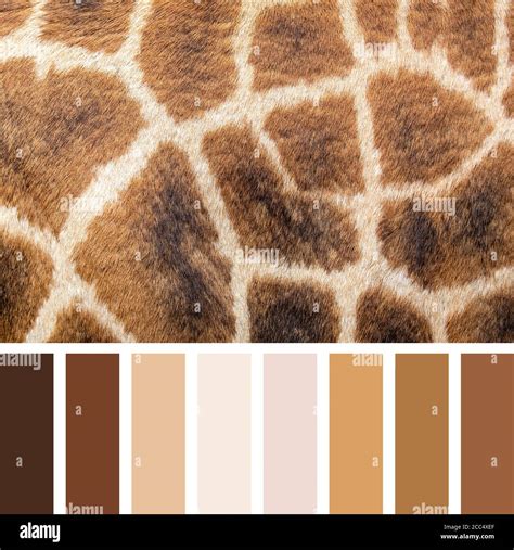 Closeup Of Giraffe Skin In A Colour Palette With Complimentary Colour
