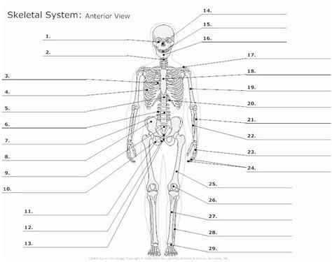 Appendicular Skeleton Worksheet Answers