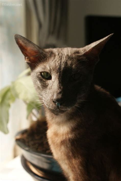 Sambucca Blake And Faolan — Faolan Oriental Shorthair Cats
