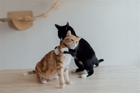 How To Hug A Cat On National Hug Your Cat Day