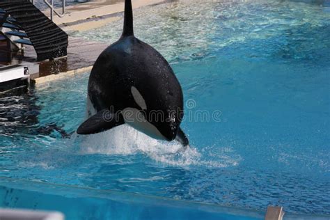 Killer Whale Orcinus Orca Stock Photo Image Of Ocean Mammal 32270436