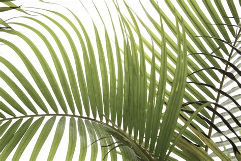 Palm Leaves Foliage Photo 02 Amini54