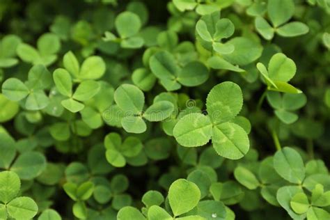 Green Clover Leaves Stock Photo Image Of Growth Lucky 123342866