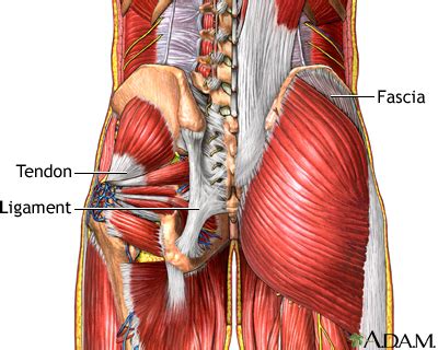 Muscle pain | Multimedia Encyclopedia | Health Information | St. Luke's