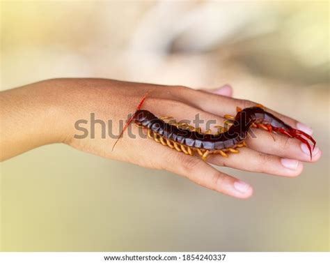 Centipedes Poisonous Animals Can Bite Release Stock Photo 1854240337