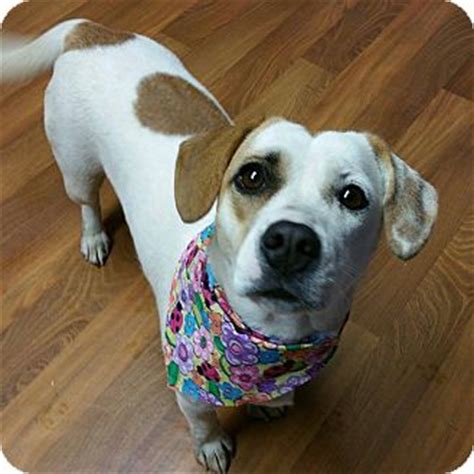 To view store specific pricing and availability please enter a zip and choose a store. Lizzie | Adopted Dog | 0507 | Lisbon, OH | Jack Russell ...
