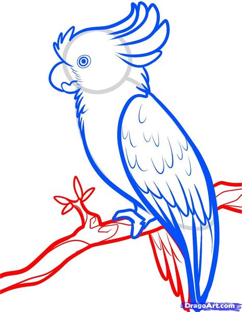 Как нарисовать попугая Какаду карандашом поэтапно Drawing Pictures Of