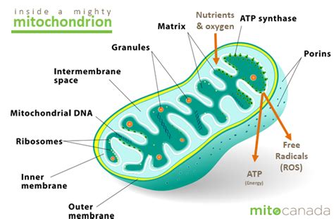 Jan 26, 2018 · the euglenoid cell reproduces its organelles by mitosis and then splits longitudinally into two daughter cells. What are mitochondria? - MitoCanada