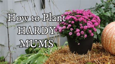 How To Plant Hardy Mums As Year Round Perennials Mums Empressofdirt