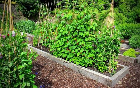 28 Best Vegetables To Grow In Raised Beds Bed Gardening