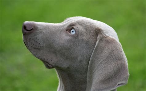 Wallpaper Profile Nose Labrador Retriever Weimaraner Vertebrate